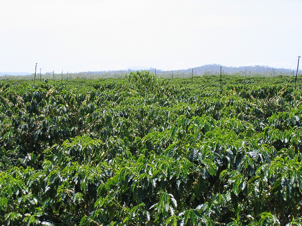 CairnsTC101 Jaques Coffee.jpg